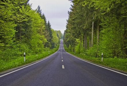 Tree forest silhouette road Photo