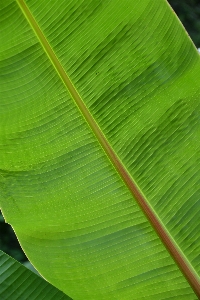 Tree grass branch structure Photo