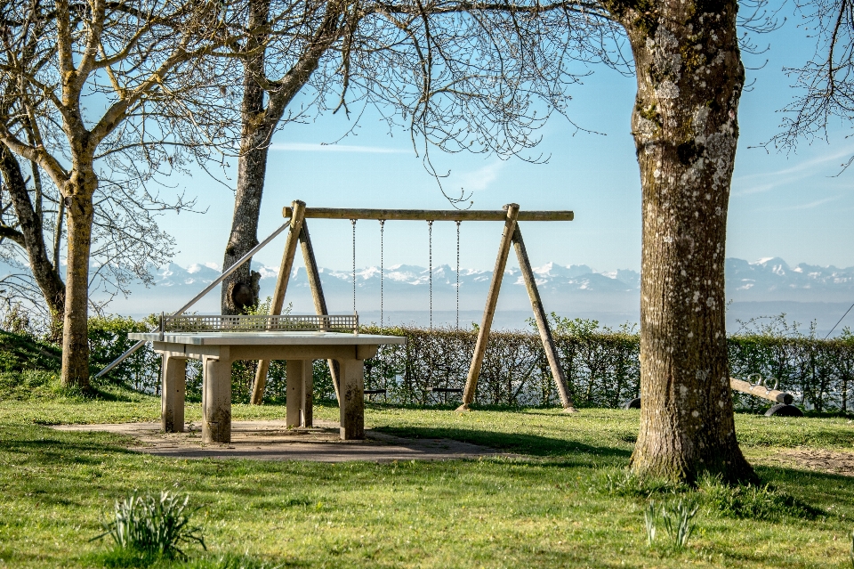 árbol madera jugar vista