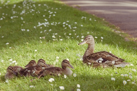 Water nature grass bird Photo