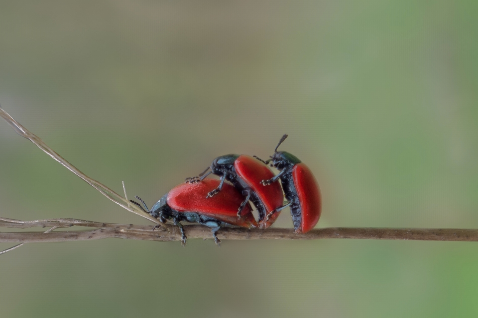 Cabang merah serangga makro