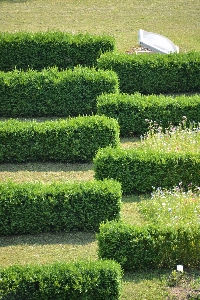 木 草 構造 植物 写真