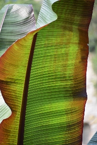 Tree structure plant wood Photo