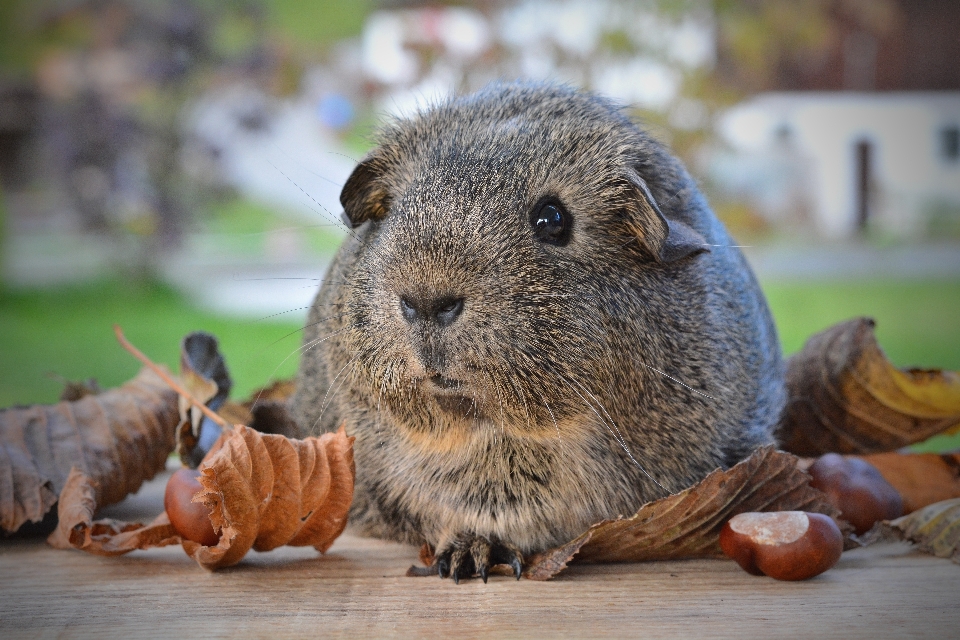 Dulce animal lindo fauna silvestre