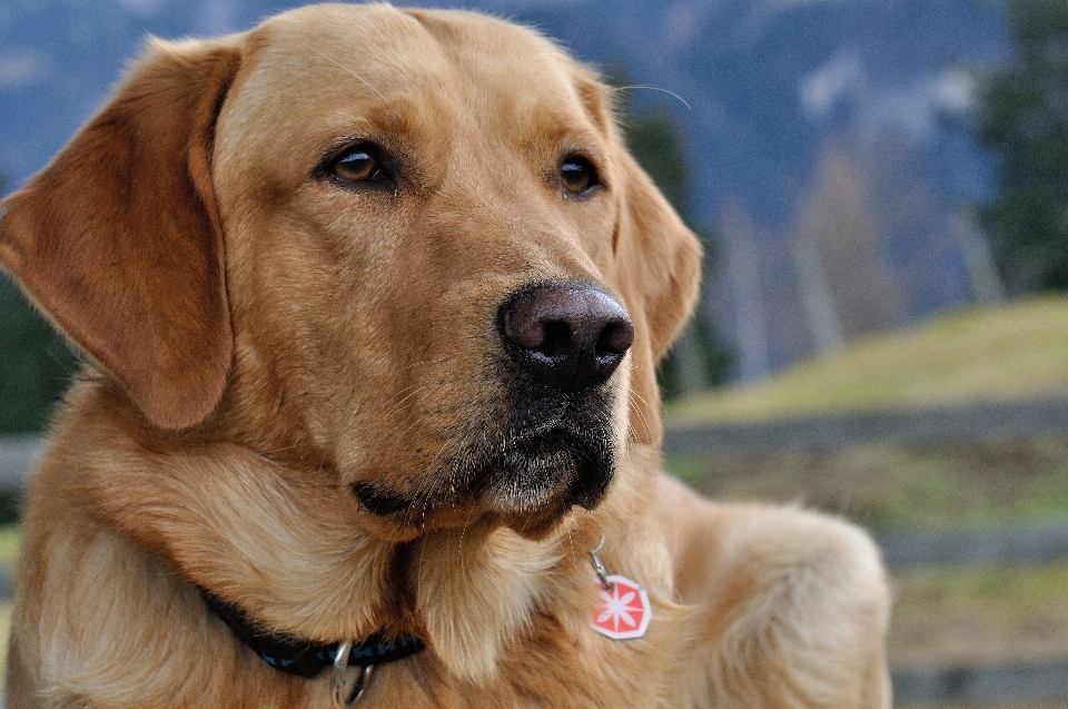 Chiot chien animal de compagnie mammifère