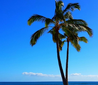 Beach sea tree nature Photo