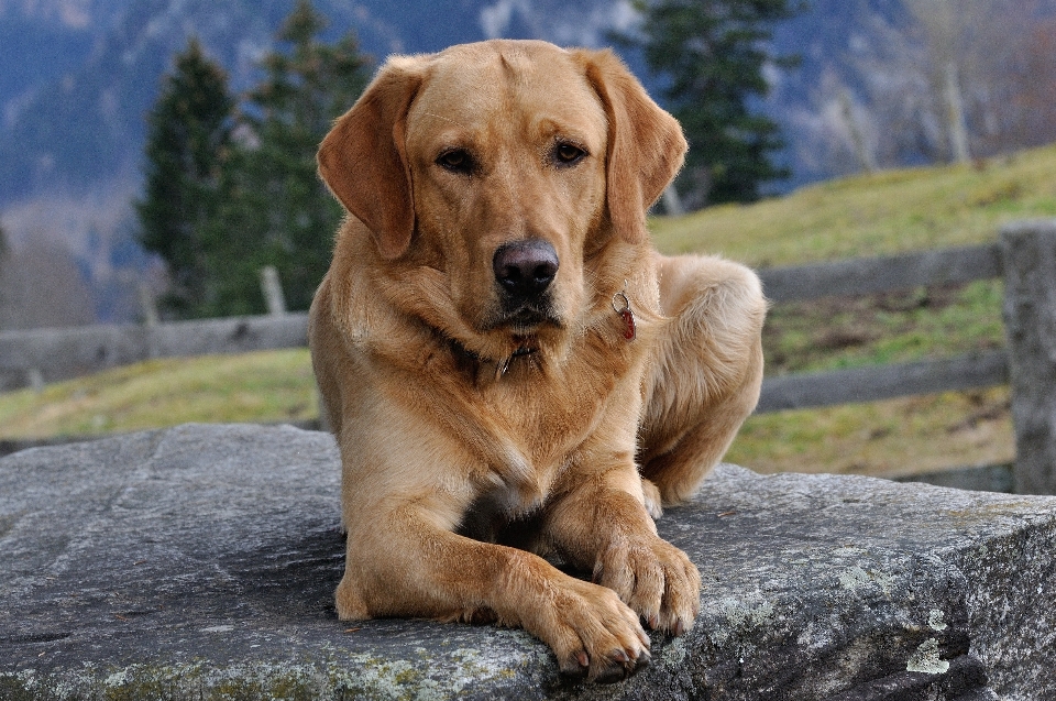 Welpe hund haustier fell