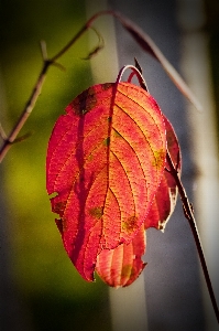 Tree nature forest branch Photo