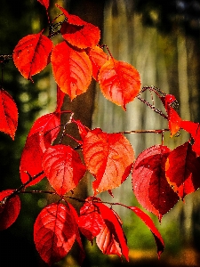 Tree nature forest branch Photo