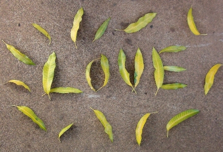 Nature grass plant leaf Photo