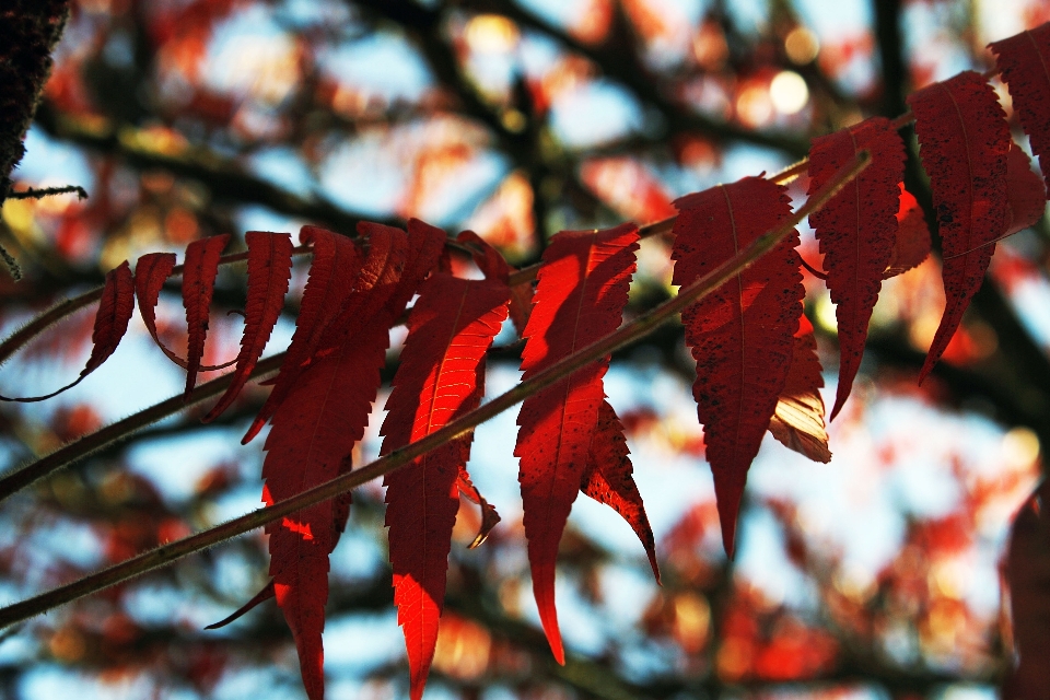 Tree nature branch plant