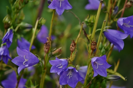 Nature plant flower bell Photo