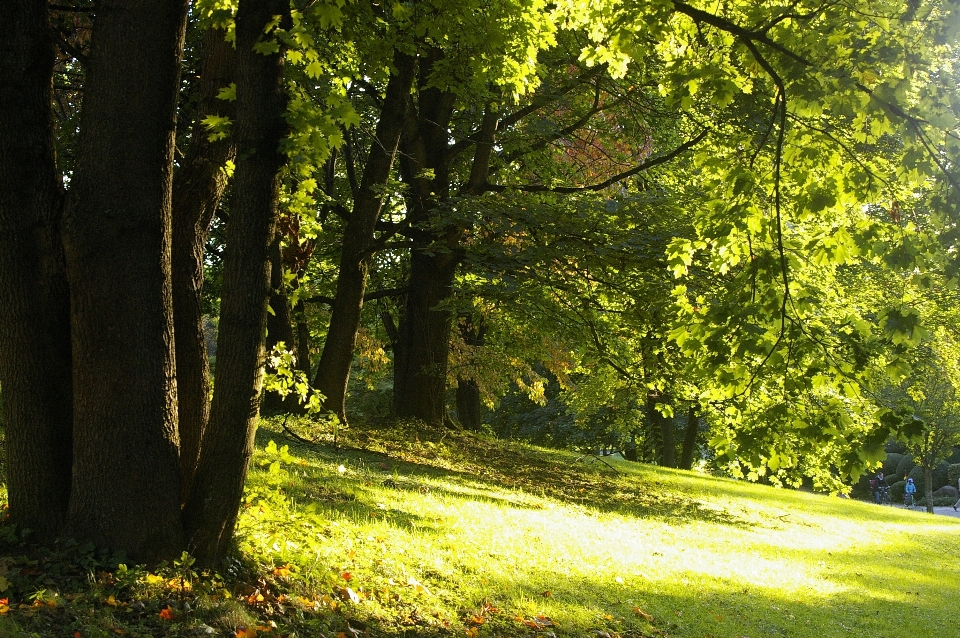 Landschaft baum natur wald