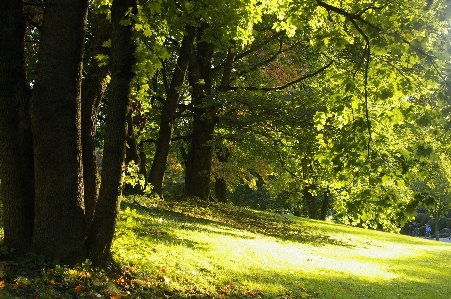 Landscape tree nature forest Photo