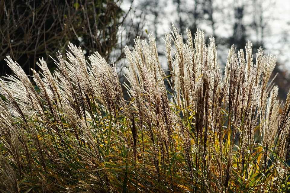 Tree nature forest grass