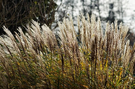 Tree nature forest grass Photo