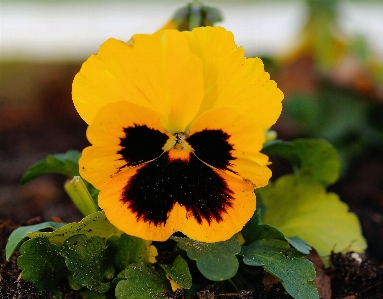 Blossom plant flower petal Photo