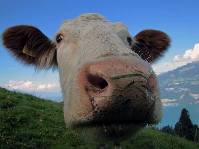 Foto Assistir grama campo prado
