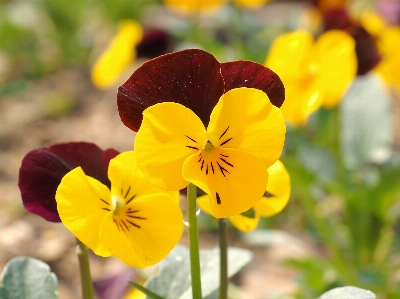 Plant flower petal spring Photo