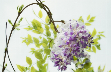 Computer nature branch blossom Photo