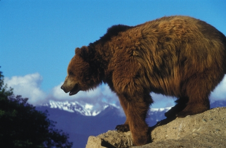 Foto Paesaggio natura animale orso