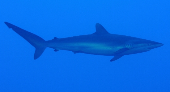 Sea ocean animal underwater Photo