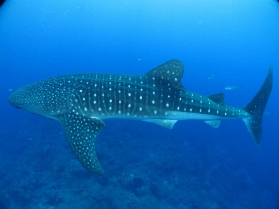 Underwater tropical biology aquatic Photo