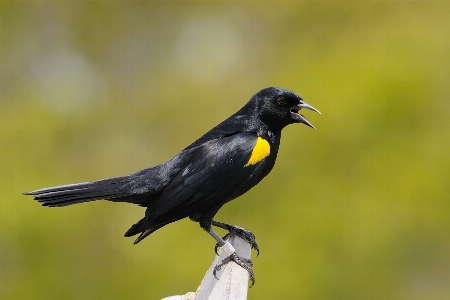 Bird wing wildlife beak Photo