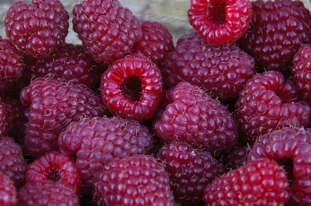 Plant raspberry fruit berry Photo