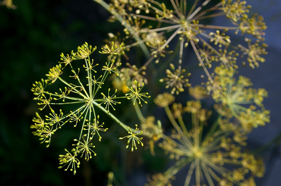 Tree nature branch blossom