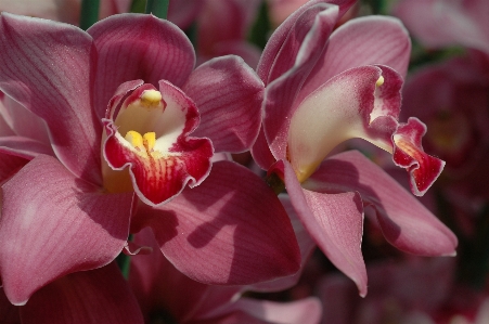 Blossom plant flower petal Photo