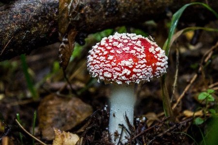 Nature forest leaf flower Photo