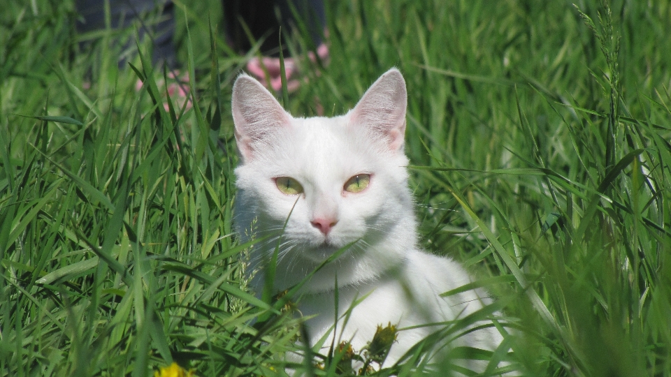 Rumput putih bunga hijau