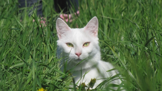 Foto Rumput putih bunga hijau