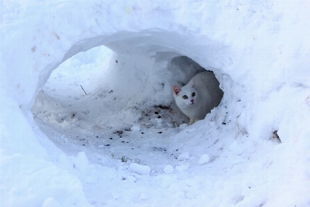 Photo Neige hiver blanc glace