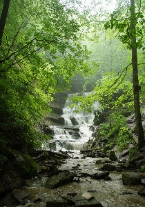 風景 木 水 自然 写真