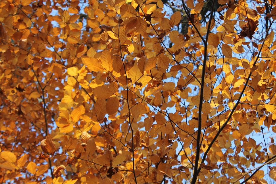 Baum natur wald zweig