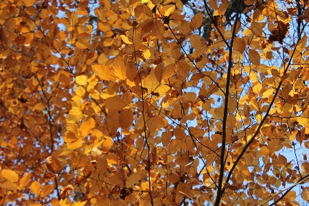 Tree nature forest branch Photo