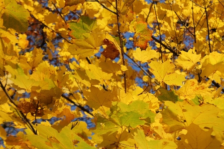 Tree forest branch plant Photo