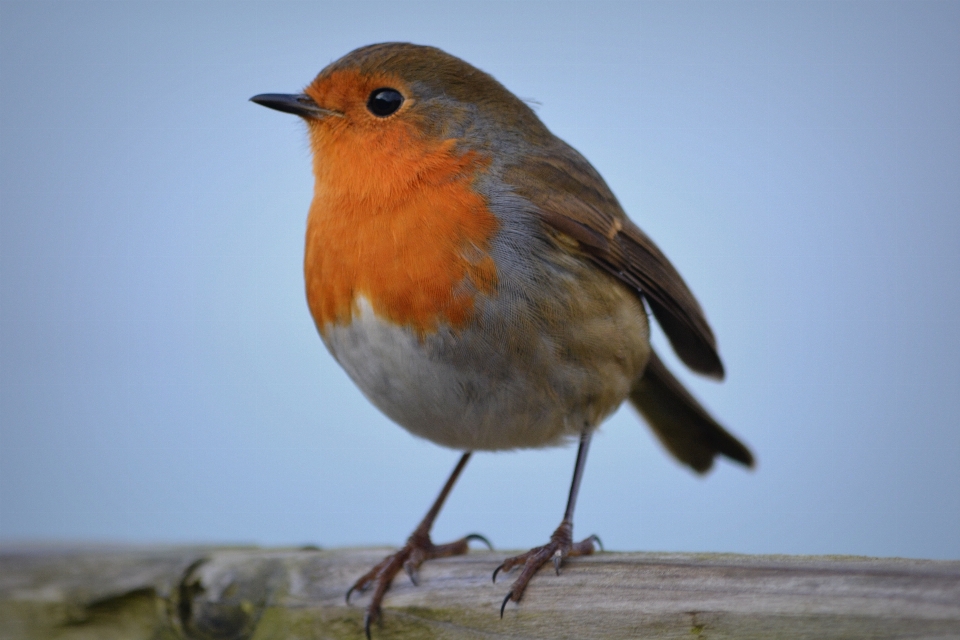 Nature bird wildlife beak