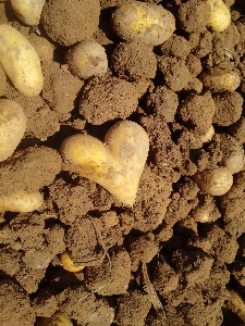 Rock plant flower love Photo