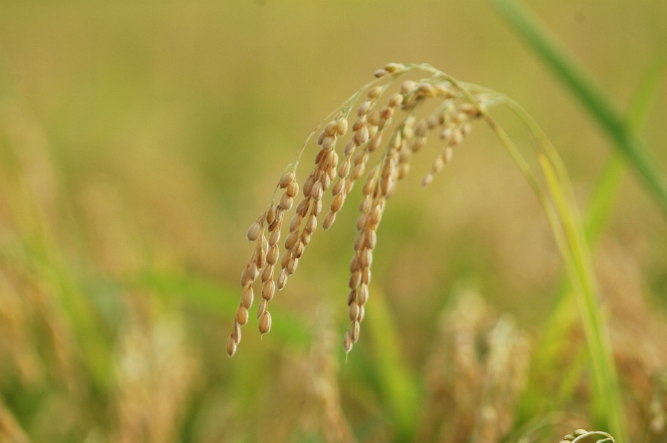 Grass plant field lawn