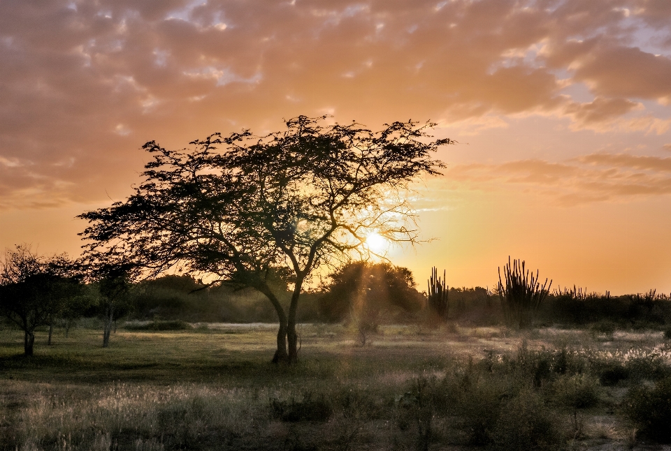 Paisaje árbol naturaleza horizonte