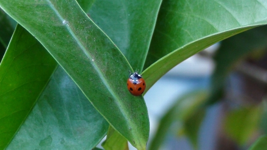 Nature leaf flower fly Photo