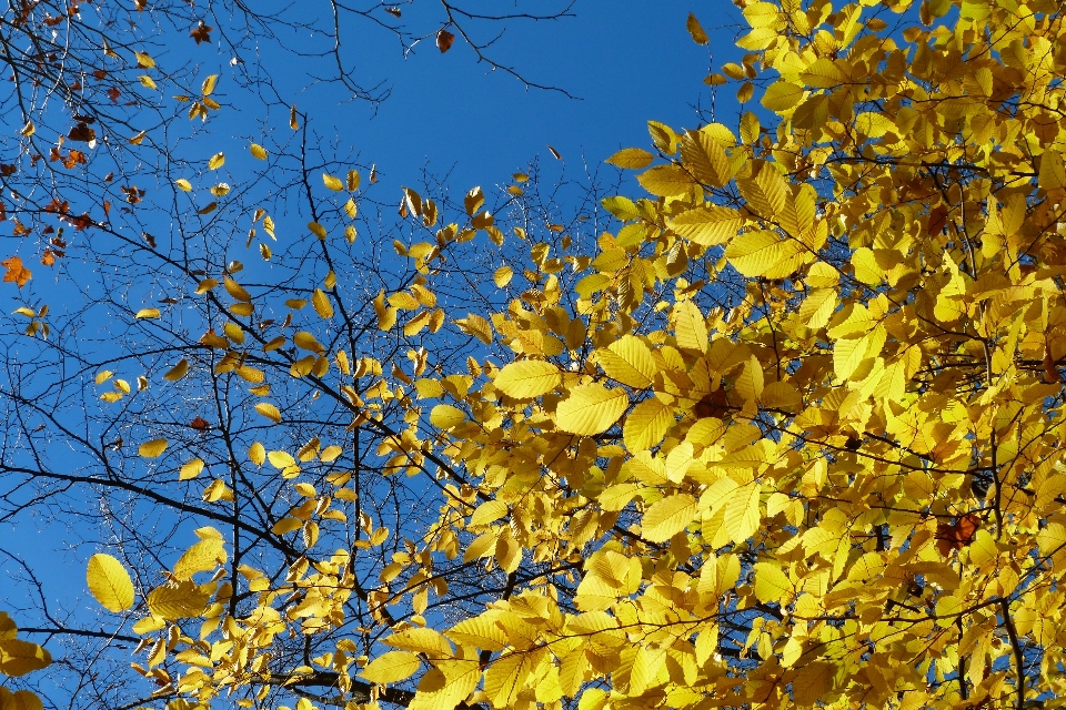 Baum natur zweig blüte