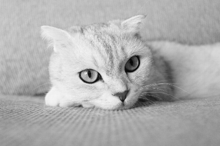 Foto Preto e branco
 branco gatinho gato