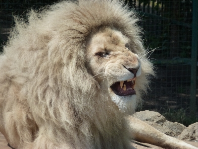 White animal male wildlife Photo