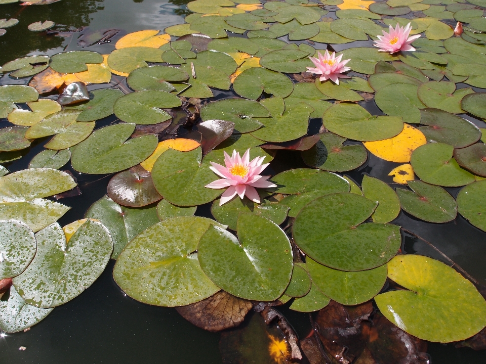 Eau nature usine feuille