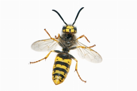 Weiblich insekt fauna wirbellos Foto