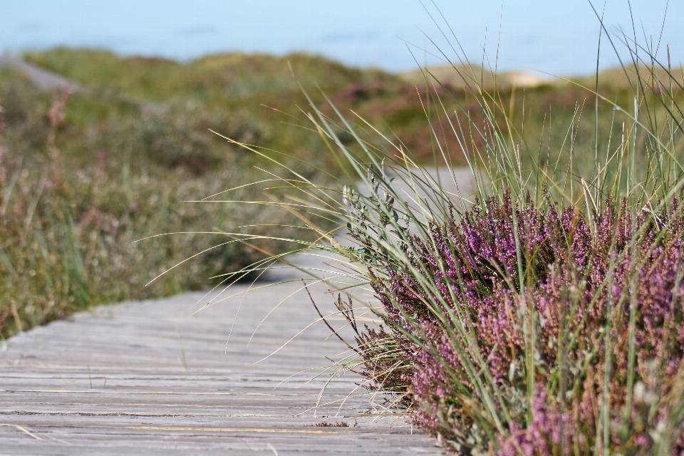 Path grass marsh plant